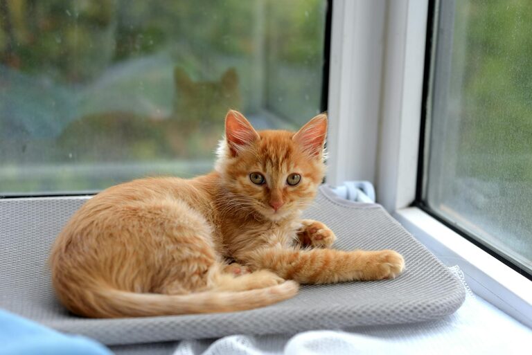 How to Set Up a Cozy and Pet-Friendly Home Corner